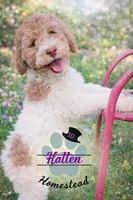 Hope, a female Bernedoodle for sale in Marion, OH – Photo 3 of 9