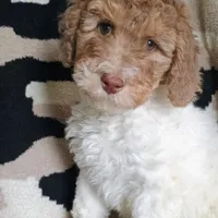 Hope, a female Bernedoodle for sale in Marion, OH – Photo 4 of 9