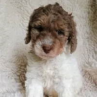 Hope, a female Bernedoodle for sale in Marion, OH – Photo 5 of 9