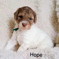 Hope, a female Bernedoodle for sale in Marion, OH – Photo 6 of 9