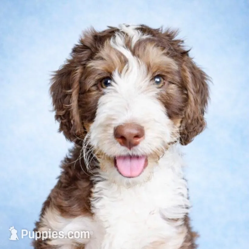 Promise – Bernedoodle puppy for sale in Marion, OH