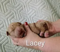 Lacey, a female Goldendoodle for sale in Marion, OH – Photo 4 of 5