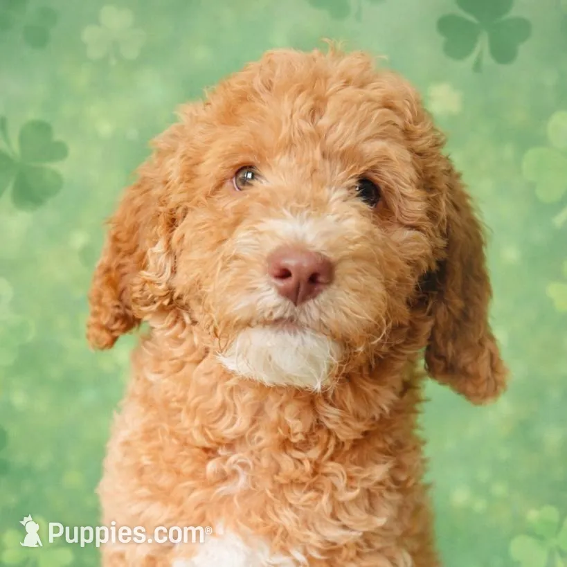 Lacey – Goldendoodle puppy for sale in Marion, OH