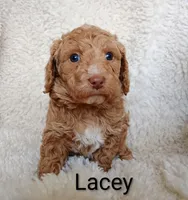 Lacey, a female Goldendoodle for sale in Marion, OH – Photo 3 of 5