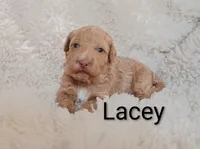 Lacey, a female Goldendoodle for sale in Marion, OH – Photo 5 of 5