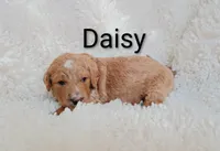 Daisy, a female Goldendoodle for sale in Marion, OH – Photo 5 of 7