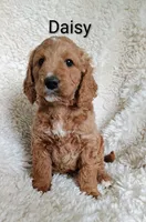 Daisy, a female Goldendoodle for sale in Marion, OH – Photo 2 of 7