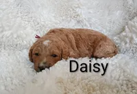 Daisy, a female Goldendoodle for sale in Marion, OH – Photo 6 of 7