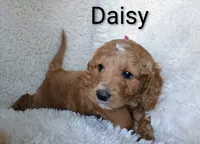 Daisy, a female Goldendoodle for sale in Marion, OH – Photo 3 of 7