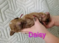 Daisy, a female Goldendoodle for sale in Marion, OH – Photo 4 of 7