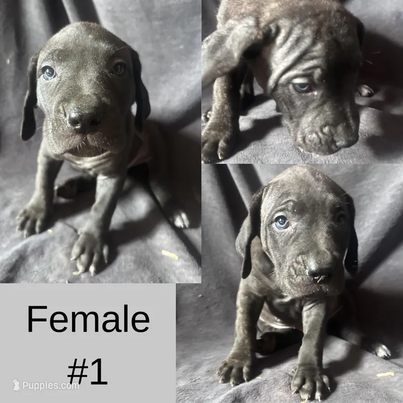 Female number 1 – Spanish Mastiff puppy for sale in Tryon, NC
