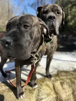 Female number 1, a female Spanish Mastiff for sale in Tryon, NC – Photo 5 of 5