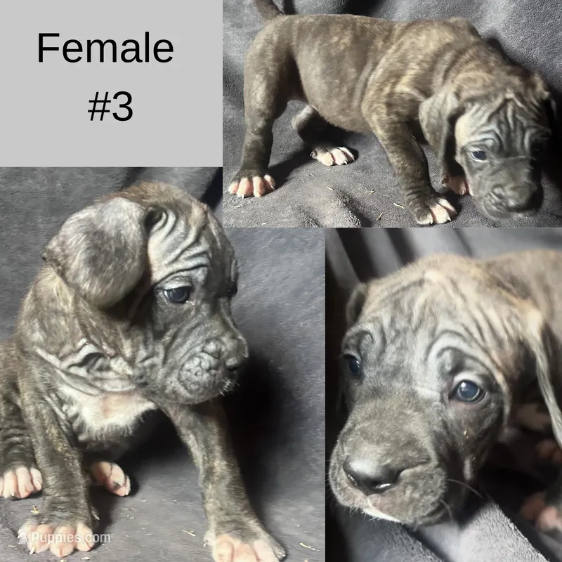 Female Puppy Three – Spanish Mastiff puppy for sale in Tryon, NC