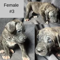 Female Puppy Three, a female Spanish Mastiff for sale in Tryon, NC – Photo 1 of 4