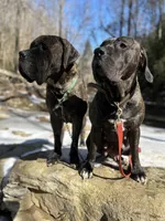 Female Puppy Three, a female Spanish Mastiff for sale in Tryon, NC – Photo 2 of 4