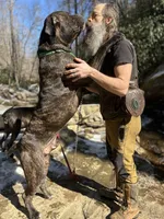 Male Puppy Number Two , a male Spanish Mastiff for sale in Tryon, NC – Photo 5 of 5