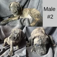 Male Puppy Number Two , a male Spanish Mastiff for sale in Tryon, NC – Photo 1 of 5