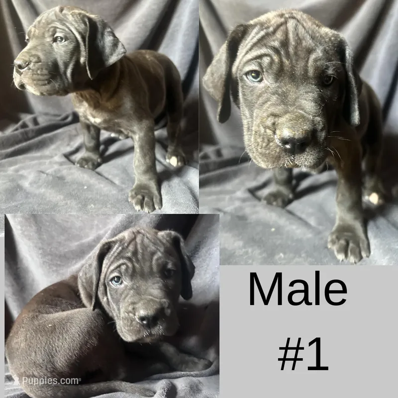 Male Number 1 – Spanish Mastiff puppy for sale in Tryon, NC