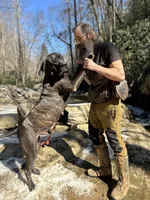 Male Number 1, a male Spanish Mastiff for sale in Tryon, NC – Photo 4 of 4