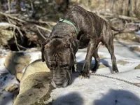 Male Number 1, a male Spanish Mastiff for sale in Tryon, NC – Photo 2 of 4
