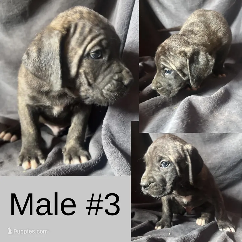 Male Number 3  – Spanish Mastiff puppy for sale in Tryon, NC
