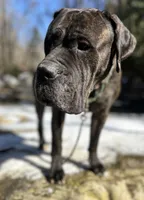 Male Number 3 , a male Spanish Mastiff for sale in Tryon, NC – Photo 2 of 5