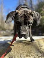 Male Number 3 , a male Spanish Mastiff for sale in Tryon, NC – Photo 3 of 5