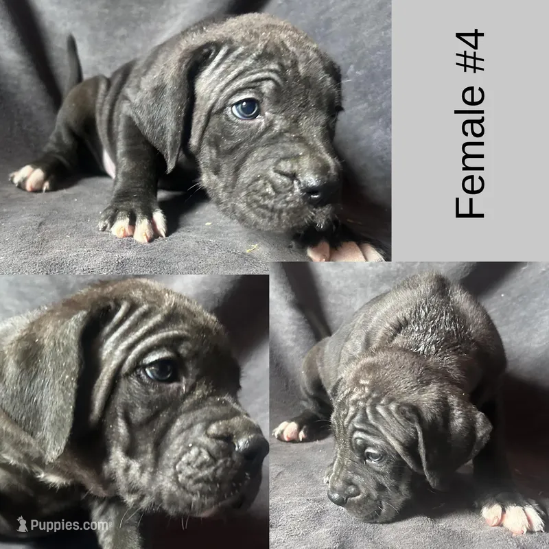 Female Number 4  – Spanish Mastiff puppy for sale in Tryon, NC