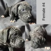 Female Number 4 , a female Spanish Mastiff for sale in Tryon, NC – Photo 1 of 5
