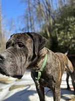 Female Number 4 , a female Spanish Mastiff for sale in Tryon, NC – Photo 3 of 5