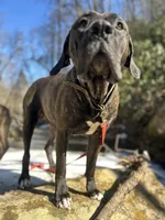 Female Number 4 , a female Spanish Mastiff for sale in Tryon, NC – Photo 2 of 5