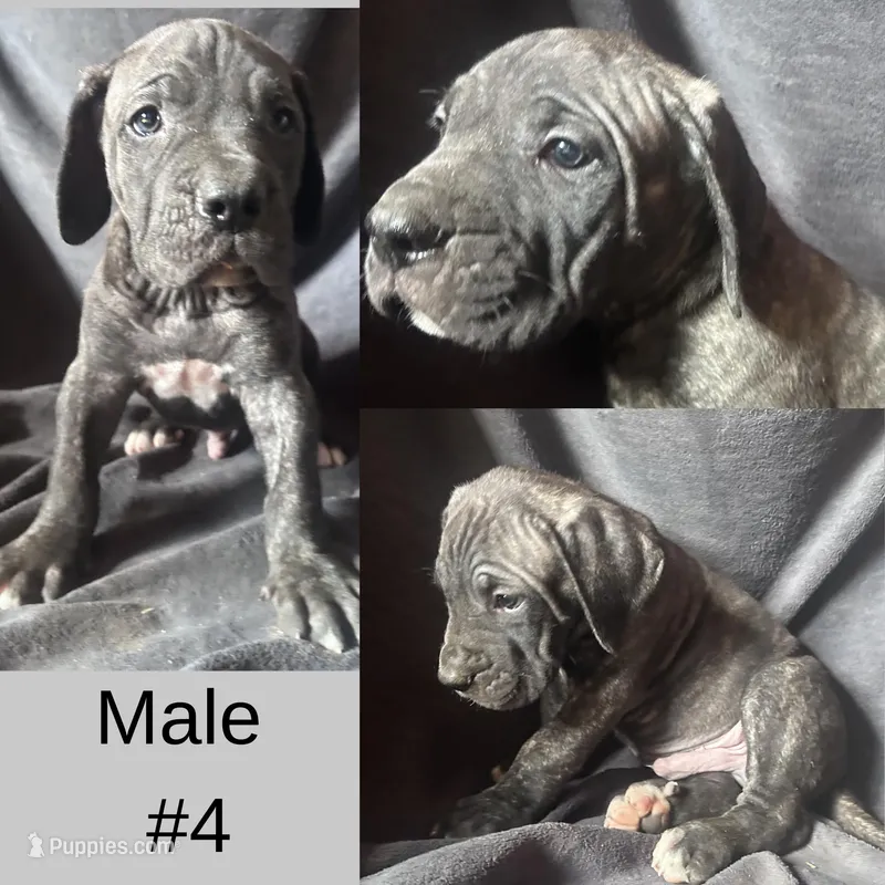 Male Number 4 – Spanish Mastiff puppy for sale in Tryon, NC