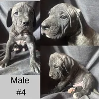 Male Number 4, a male Spanish Mastiff for sale in Tryon, NC – Photo 1 of 4