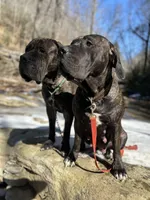 Male Number 4, a male Spanish Mastiff for sale in Tryon, NC – Photo 2 of 4