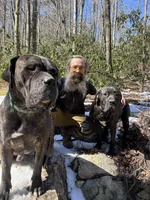 Female Puppy 2 , a female Spanish Mastiff for sale in Tryon, NC – Photo 4 of 4