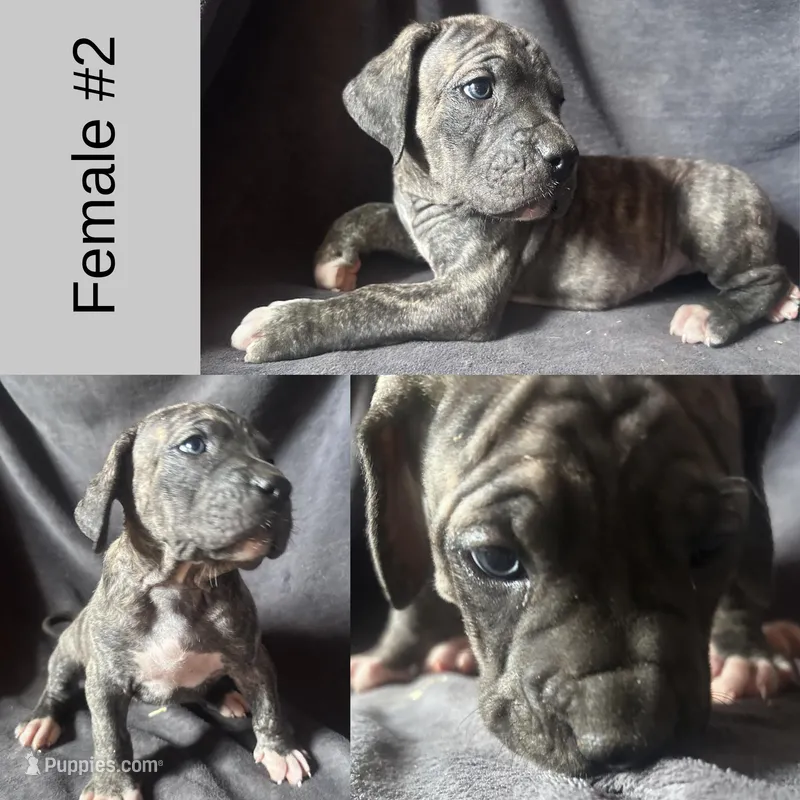 Female Puppy 2  – Spanish Mastiff puppy for sale in Tryon, NC