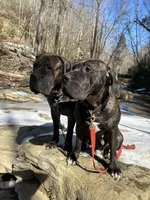 Female Number 5, a female Spanish Mastiff for sale in Tryon, NC – Photo 3 of 4