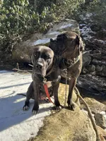 Female Number 5, a female Spanish Mastiff for sale in Tryon, NC – Photo 4 of 4