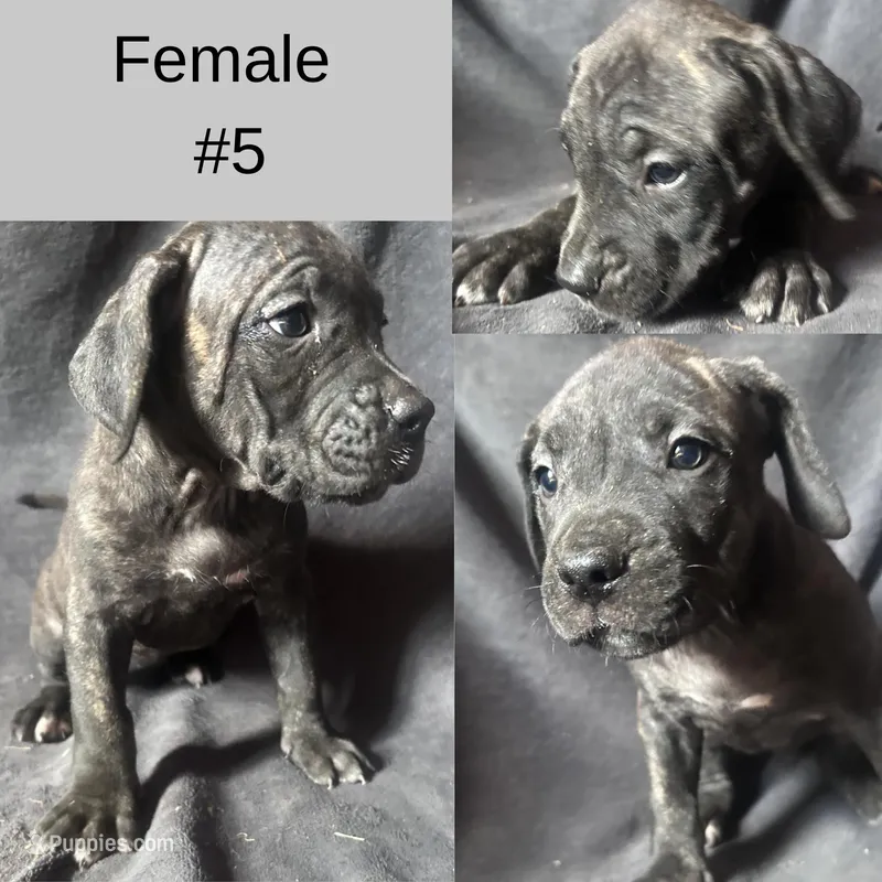Female Number 5 – Spanish Mastiff puppy for sale in Tryon, NC