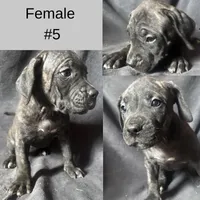 Female Number 5, a female Spanish Mastiff for sale in Tryon, NC – Photo 1 of 4