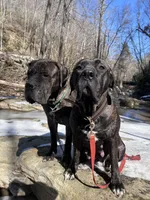 Female number 1, a female Spanish Mastiff for sale in Tryon, NC – Photo 4 of 5