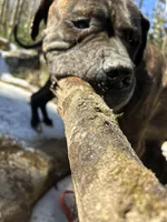 Male Number 5, a male Spanish Mastiff for sale in Tryon, NC – Photo 5 of 6