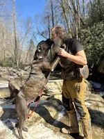 Male Number 5, a male Spanish Mastiff for sale in Tryon, NC – Photo 4 of 6