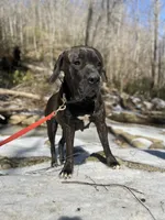 Male Number 5, a male Spanish Mastiff for sale in Tryon, NC – Photo 3 of 6