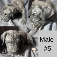 Male Number 5, a male Spanish Mastiff for sale in Tryon, NC – Photo 1 of 6