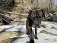 Male Number 5, a male Spanish Mastiff for sale in Tryon, NC – Photo 2 of 6