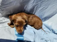 Rudy, a male Miniature Dachshund for sale in Saraland, AL – Photo 7 of 9