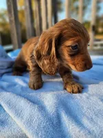 Rudy, a male Miniature Dachshund for sale in Saraland, AL – Photo 2 of 9