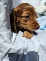 Rudy, a male Miniature Dachshund for sale in Saraland, AL – Photo 6 of 9
