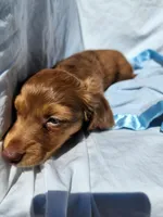 Rudy, a male Miniature Dachshund for sale in Saraland, AL – Photo 3 of 9